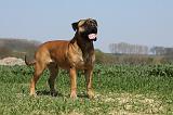 BULLMASTIFF 358